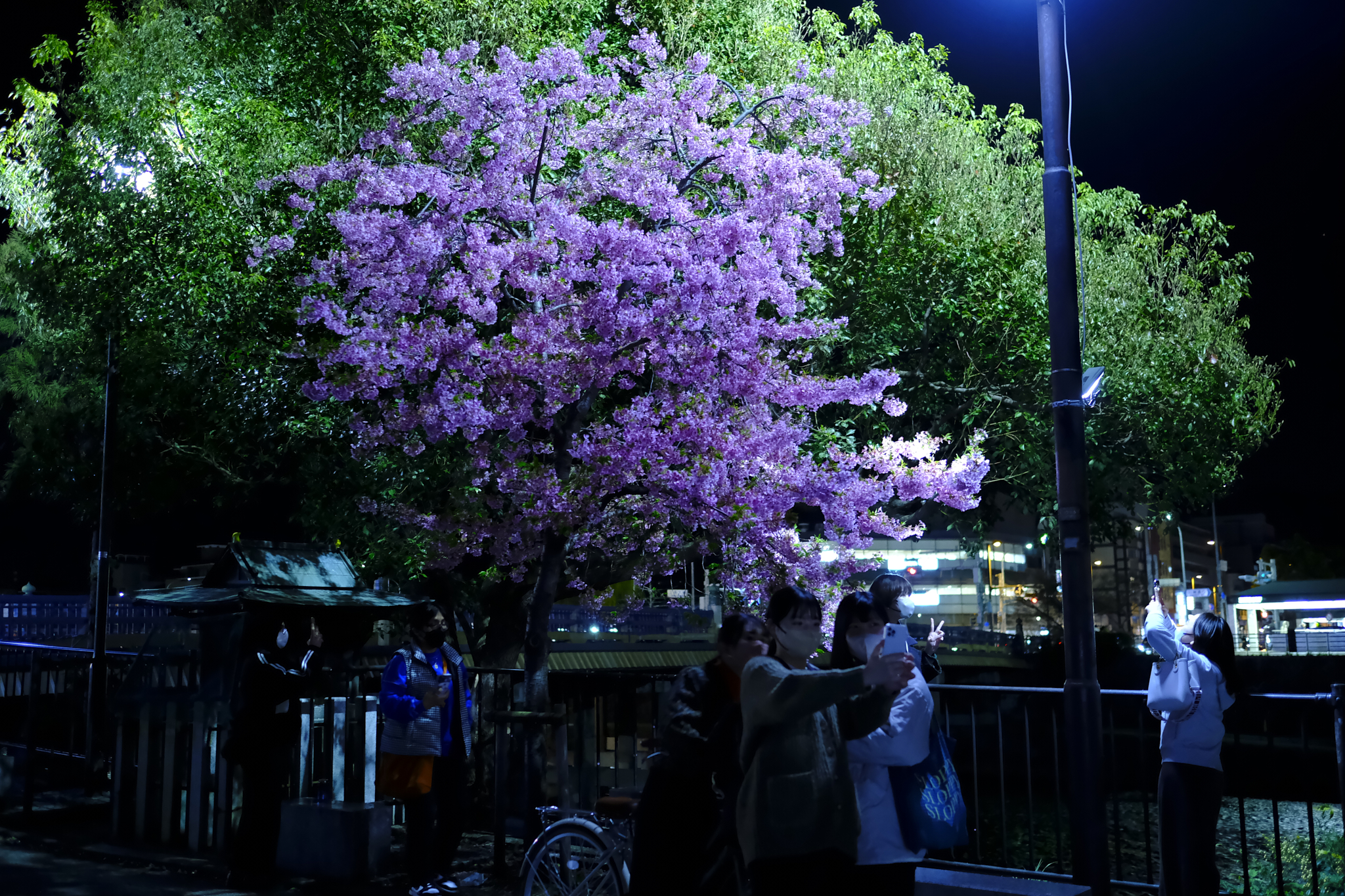 Instagrammable cherry blossoms