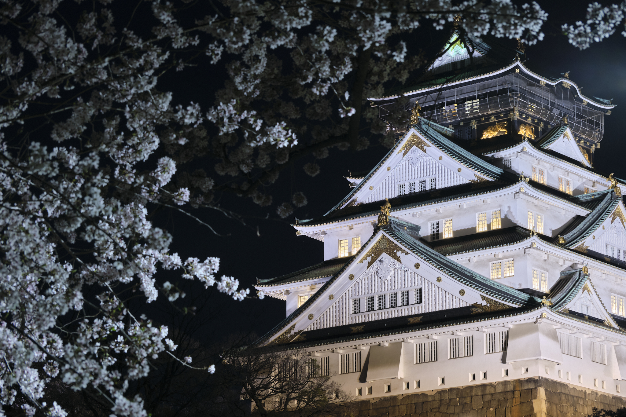 Osaka Castle and white cherry blossoms