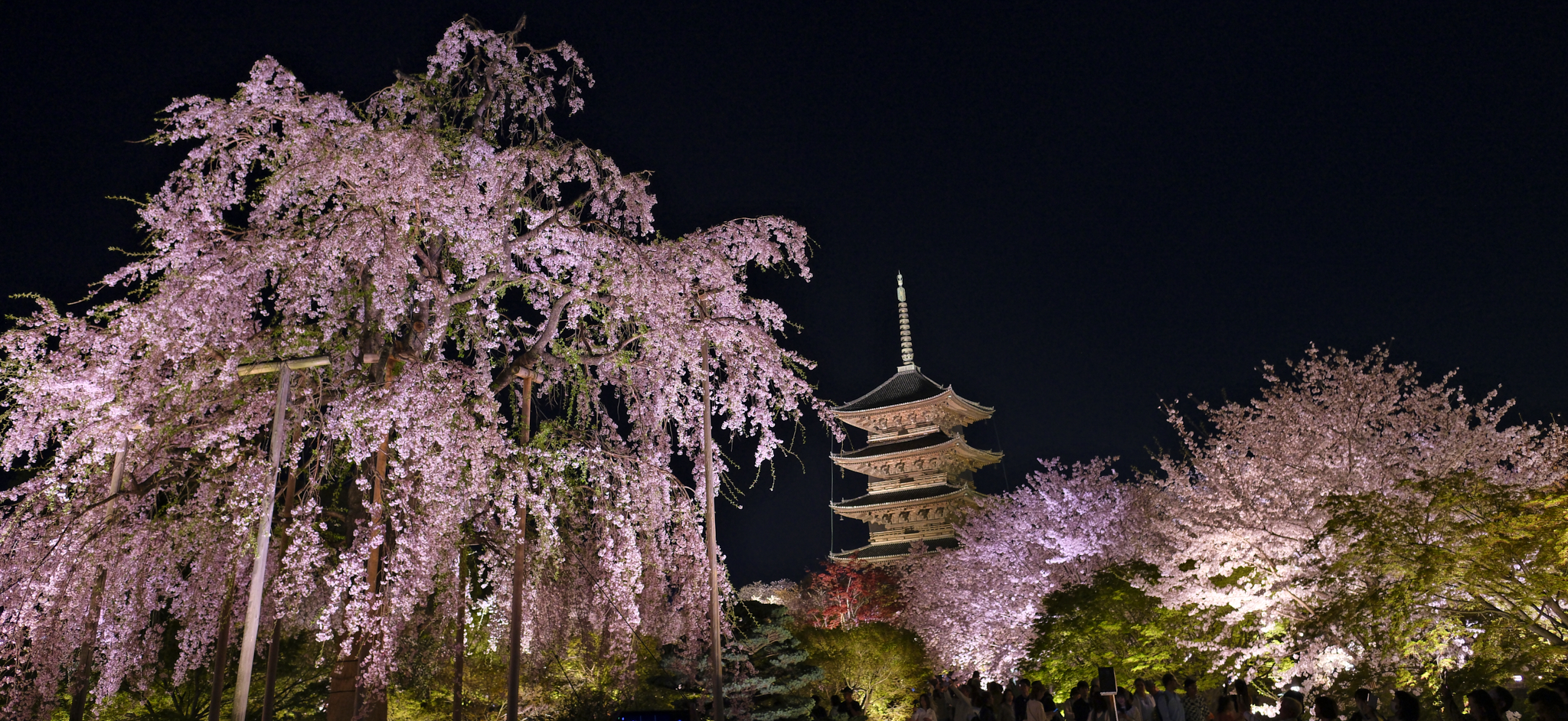 Toji Temple cherry blossoms